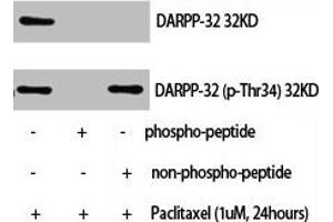 Western Blot analysis of NIH-3T3+palitaxel cells using Phospho-DARPP-32 (T34) Polyclonal Antibody (DARPP32 anticorps  (pThr34))