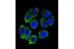 Confocal immunofluorescent analysis of RARS Antibody (C-term) Cat.