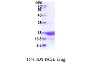 SDS-PAGE (SDS) image for High Mobility Group Nucleosomal Binding Domain 3 (HMGN3) (AA 1-77) protein (His tag) (ABIN5853856) (HMGN3 Protein (AA 1-77) (His tag))