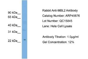 WB Suggested Anti-MBL2  Antibody Titration: 0.