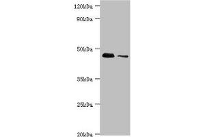 Western blot All lanes: 28S ribosomal protein S29, mitochondrial antibody at 10 μg/mL Lane 1: Hela whole cell lysate Lane 2: 293T whole cell lysate Secondary Goat polyclonal to rabbit IgG at 1/10000 dilution Predicted band size: 46, 42 kDa Observed band size: 46 kDa (DAP3 anticorps  (AA 159-398))
