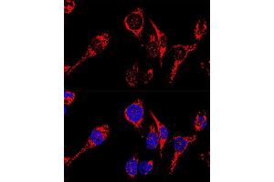 Confocal immunofluorescence analysis of HeLa cells using  antibody (ABIN3023384, ABIN3023385, ABIN3023386 and ABIN1678613) at dilution of 1:200.