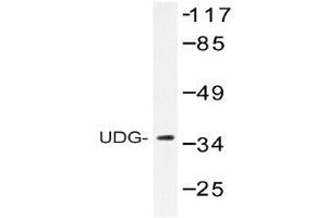Western blot (WB) analysis of UDG antibody in extracts from HepG2 cells.