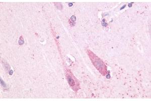 Anti-TAAR1 antibody  ABIN1049377 IHC staining of human brain, neuron. (TAAR1 anticorps  (Cytoplasmic Domain))