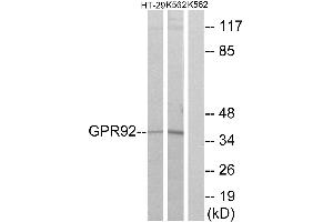 Western blot analysis of extracts from HT-29 cells and K562 cells, using GPR92 antibody. (LPAR5 anticorps  (Internal Region))