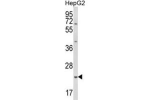 Western Blotting (WB) image for anti-Glutathione S-Transferase alpha 4 (GSTA4) antibody (ABIN3003989) (GSTA4 anticorps)