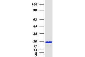 Validation with Western Blot