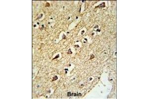 Formalin-fixed and paraffin-embedded human brain tissue reacted with RPL18A Antibody (C-term), which was peroxidase-conjugated to the secondary antibody, followed by DAB staining.