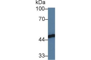 Western Blot; Sample: Human HL60 cell lysate; Primary Ab: 3µg/ml Rabbit Anti-Human FKBPL Antibody Second Ab: 0.