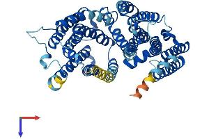 AlphaFold protein structure predicition of Mouse Recombinant Rft1 Protein, UniprotID Q8C3B8