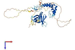 AlphaFold protein structure predicition of Human Recombinant SPRED2 Protein, UniprotID Q7Z698