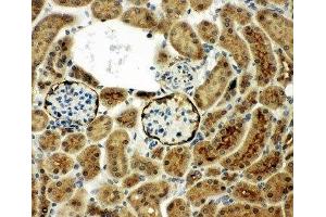 IHC-P: CD10 antibody testing of mouse kidney tissue (MME anticorps  (AA 52-750))