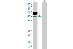 Western Blot analysis of LGMN expression in transfected 293T cell line by LGMN MaxPab polyclonal antibody.