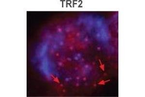 Image no. 1 for anti-Telomeric Repeat Binding Factor 2 (TERF2) antibody (ABIN208252)