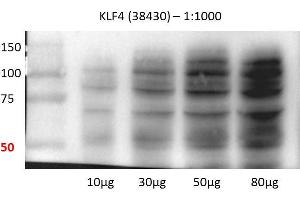 Human lung cell line