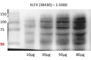 Human lung cell line (KLF4 anticorps  (C-Term))