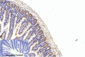 Immunohistochemical analysis of paraffin-embedded mouse colon tissue. (EIF4A1 anticorps)