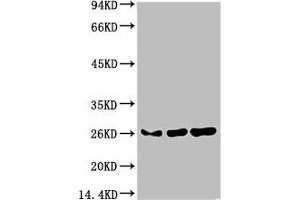 Western blot analysis of 1) Hela Cell Lysate, 2)3T3 Cell Lysate, 3) PC12 Cell Lysate using HP-1γ Mouse mAb diluted at 1:1000. (CBX3 anticorps)