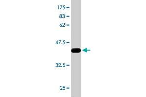 Western Blot detection against Immunogen (37.