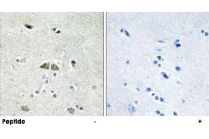 Immunohistochemistry analysis of paraffin-embedded human brain tissue using RPL39L polyclonal antibody . (RPL39L anticorps)