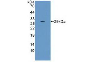 Detection of Recombinant SEMA5B, Human using Monoclonal Antibody to Semaphorin 5B (SEMA5B) (SEMA5B anticorps  (AA 350-602))