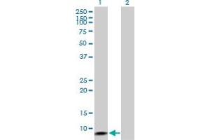 Western Blot analysis of ERC1 expression in transfected 293T cell line by ERC1 MaxPab polyclonal antibody. (ERC1 anticorps  (AA 1-91))