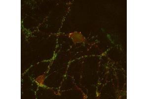 Indirect immunostaining of PFA fixed mouse hippocampus neurons with anti-GABA-A receptor β3 (dilution 1 : 500; red) and rabbit anti-synapsin 1/2 (cat.