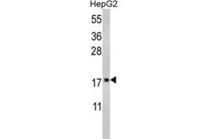 Western Blotting (WB) image for anti-Ribosomal Protein S15 (RPS15) antibody (ABIN3002876) (RPS15 anticorps)