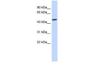BTNL3 antibody used at 1 ug/ml to detect target protein. (BTNL3 anticorps  (N-Term))