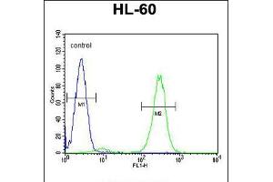 Flow cytometric analysis of HL-60 cells (right histogram) compared to a negative control cell (left histogram). (FBXW11 anticorps  (AA 168-196))