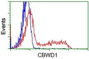 Flow Cytometry (FACS) image for anti-COBW Domain Containing 1 (CBWD1) antibody (ABIN1497118)