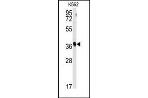 Image no. 1 for anti-Replication Factor C (Activator 1) 2, 40kDa (RFC2) (N-Term) antibody (ABIN357963) (RFC2 anticorps  (N-Term))