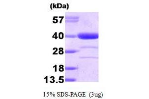 SDS-PAGE (SDS) image for Alcohol Dehydrogenase (ADH) (AA 1-325) protein (ABIN666916) (Alcohol Dehydrogenase (ADH) (AA 1-325) Protéine)