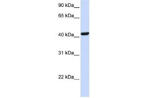 Western Blotting (WB) image for anti-Src Kinase Associated phosphoprotein 1 (SKAP1) antibody (ABIN2458981) (SKAP1 anticorps)