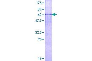 Image no. 1 for Matrix Metallopeptidase 23B (MMP23B) (AA 1-390) protein (GST tag) (ABIN1311077)