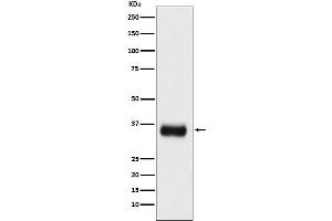 Western blot analysis of SF2 expression in mouse spleen lysate.