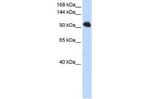 Western Blotting (WB) image for anti-Splicing Factor, Suppressor of White-Apricot Homolog (SFSWAP) antibody (ABIN2458510) (SFRS8 anticorps)