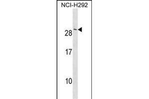 CRADD Antibody (Center) (ABIN1538574 and ABIN2850231) western blot analysis in NCI- cell line lysates (35 μg/lane). (CRADD anticorps  (AA 69-98))