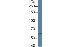 Western Blot; Sample: Human Hela cell lysate; Primary Ab: 1µg/ml Rabbit Anti-Human PKD3 Antibody Second Ab: 0.