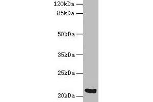 Western blot All lanes: SPCS3 antibody at 0. (SPCS3 anticorps  (AA 33-180))