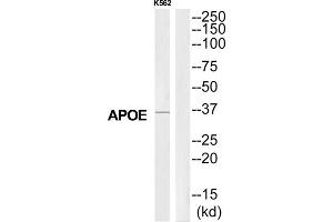 Western Blotting (WB) image for anti-Apolipoprotein E (APOE) (C-Term) antibody (ABIN1852739) (APOE anticorps  (C-Term))