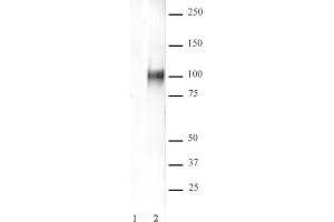 HIF-1 alpha antibody (pAb) tested by Western blot.