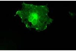 Image no. 2 for anti-Fc Fragment of IgG, Low Affinity IIa, Receptor (CD32) (FCGR2A) antibody (ABIN1497258) (FCGR2A anticorps)