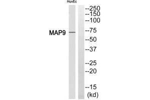 Western blot analysis of extracts from HuvEc cell, using MAP9 antibody. (MAP9 anticorps)