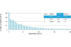 Protein Array (PAr) image for anti-Neurofilament, Heavy Polypeptide (NEFH) antibody (ABIN7456139)