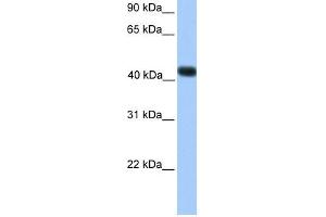 WB Suggested Anti-SSBP4 Antibody Titration:  0. (SSBP4 anticorps  (C-Term))