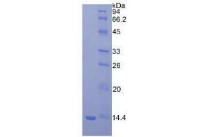 SDS-PAGE analysis of Mouse beta 2-Microglobulin Protein. (beta-2 Microglobulin Protéine)