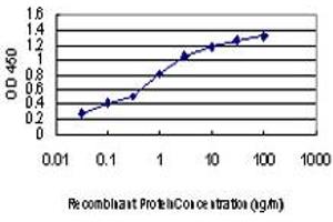 Detection limit for recombinant GST tagged KSR2 is approximately 0. (KSR2 anticorps  (AA 411-500))