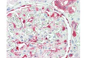 Anti-NQO1 antibody IHC staining of human kidney. (NQO1 anticorps  (AA 263-274))