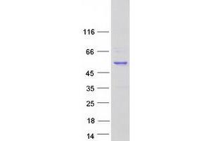 Validation with Western Blot (RAD52 Protein (Myc-DYKDDDDK Tag))